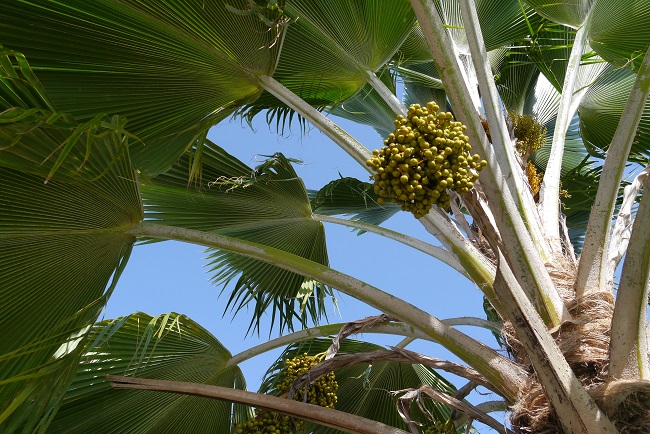 Tobago Pflanzen 2