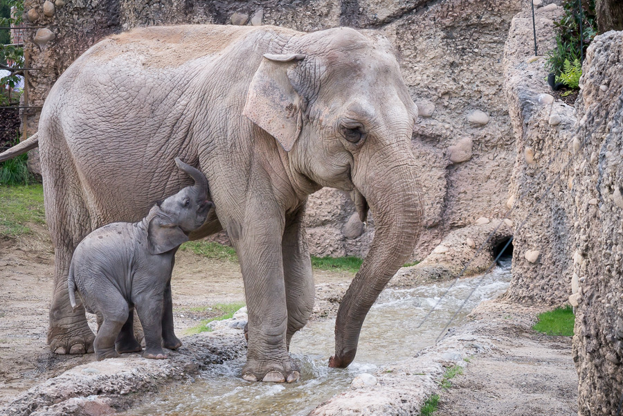 Elefantenpark Zoo Zürich (9 von 9)