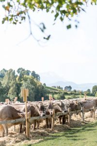 Viehschau in Gais, Appenzell Ausserrhoden Kühe