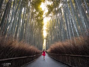 Kyoto Bamboo Forrest