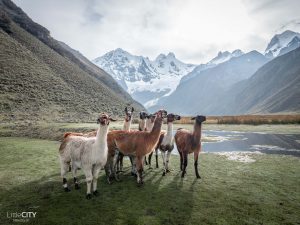 Peru Cordillera Blanca Trecking Lamas