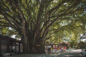 Baobad Baum Kani Malediven